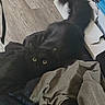 animal, black_cat, blurred_motion, cat, clothing, cozy, curious, cute, domestic, flooring, furniture, furry, indoor, pet, pile, soft, tail, textile, wood_floor, yellow_eyes