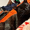 animal, black_cat, cat, close_up, cozy, curious, cute, domestic, feline, fur, home, indoor, orange_blanket, pet, relaxed, resting, sleepy, soft_texture, warm_colors, whiskers