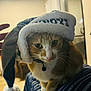 cat, orange_cat, white_cat, dallas_cowboys_hat, santa_hat, striped_surface, indoor, pet, animal, cute, curious, whiskers, collar, bell, hand, feline, domestic_animal, warm_lighting, window, chair