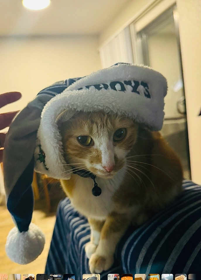 Marley is registered to the contest to win money with this photo: cat, orange_cat, white_cat, dallas_cowboys_hat, santa_hat, striped_surface, indoor, pet, animal, cute, curious, whiskers, collar, bell, hand, feline, domestic_animal, warm_lighting, window, chair