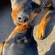 Tokyo a rejoint le concours — aidez-le/la à gagner de superbes lots ! rottweiler, dog, animal, pet, close_up, outdoor, sunlight, black_fur, tan_fur, paw, snout, nuzzling, playing, friendship, canine, companion, adorable, muzzle, fur_texture, bond