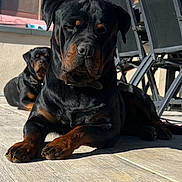 Moscou participe au concours pour gagner de l'argent avec cette photo : rottweiler, dog, outdoor, sunlight, patio, floor, animal, canine, black_and_tan, relaxing, daytime, furniture, chair, sky, domestic_animal, pet, companion, lying_down, shadow, calm