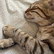 Ulysse a rejoint le concours — aidez-le/la à gagner de superbes lots ! cat, tabby, sleeping, paws, fur, close_up, bed_sheet, pattern, striped, whiskers, relaxed, domestic_cat, cute, pet, animal, mammal, resting, indoor, soft, peaceful