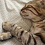 cat, tabby, sleeping, paws, fur, close_up, bed_sheet, pattern, striped, whiskers, relaxed, domestic_cat, cute, pet, animal, mammal, resting, indoor, soft, peaceful