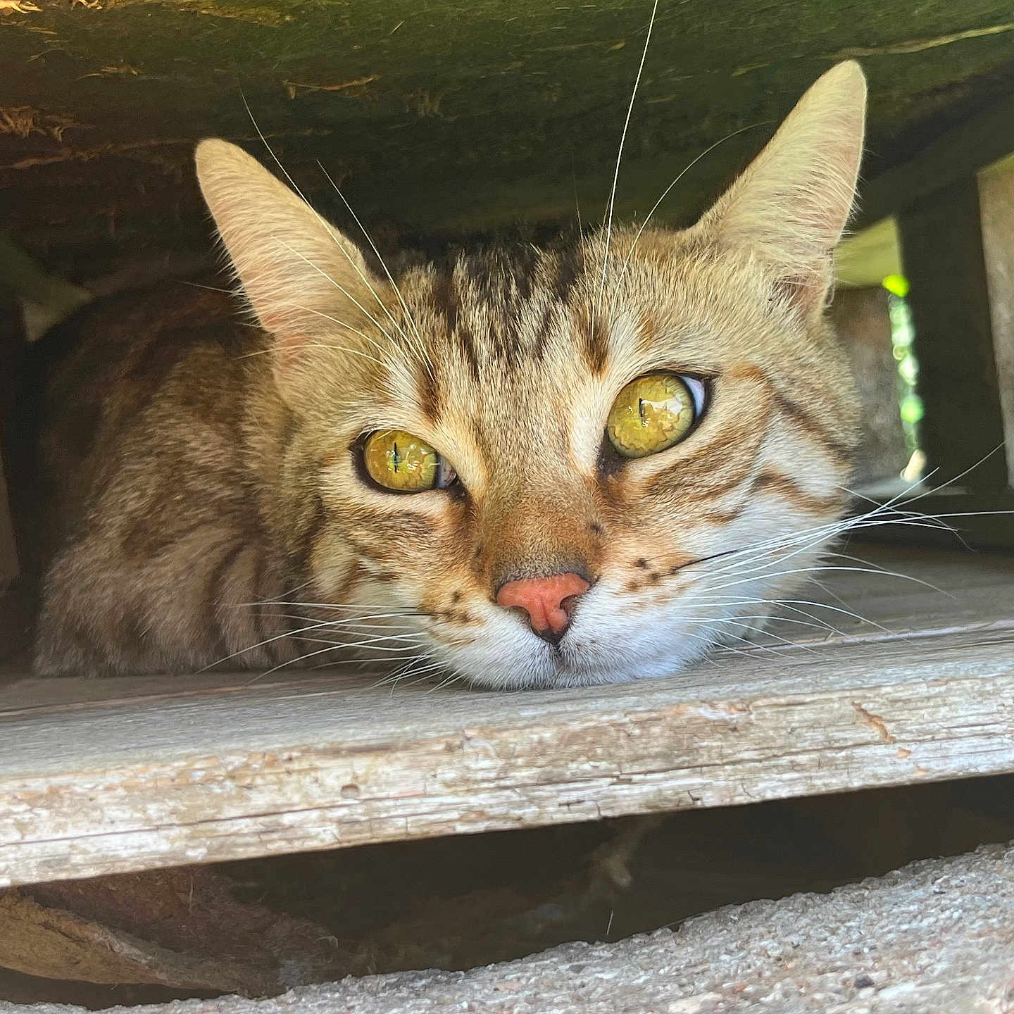 Ulysse participe au concours pour gagner de l'argent avec cette photo : animal, brown, cat, close_up, curious, eyes, face, fur, hidden, nature, outdoor, pet, quiet, relaxed, resting, tabby, texture, whiskers, wood, yellow_eyes