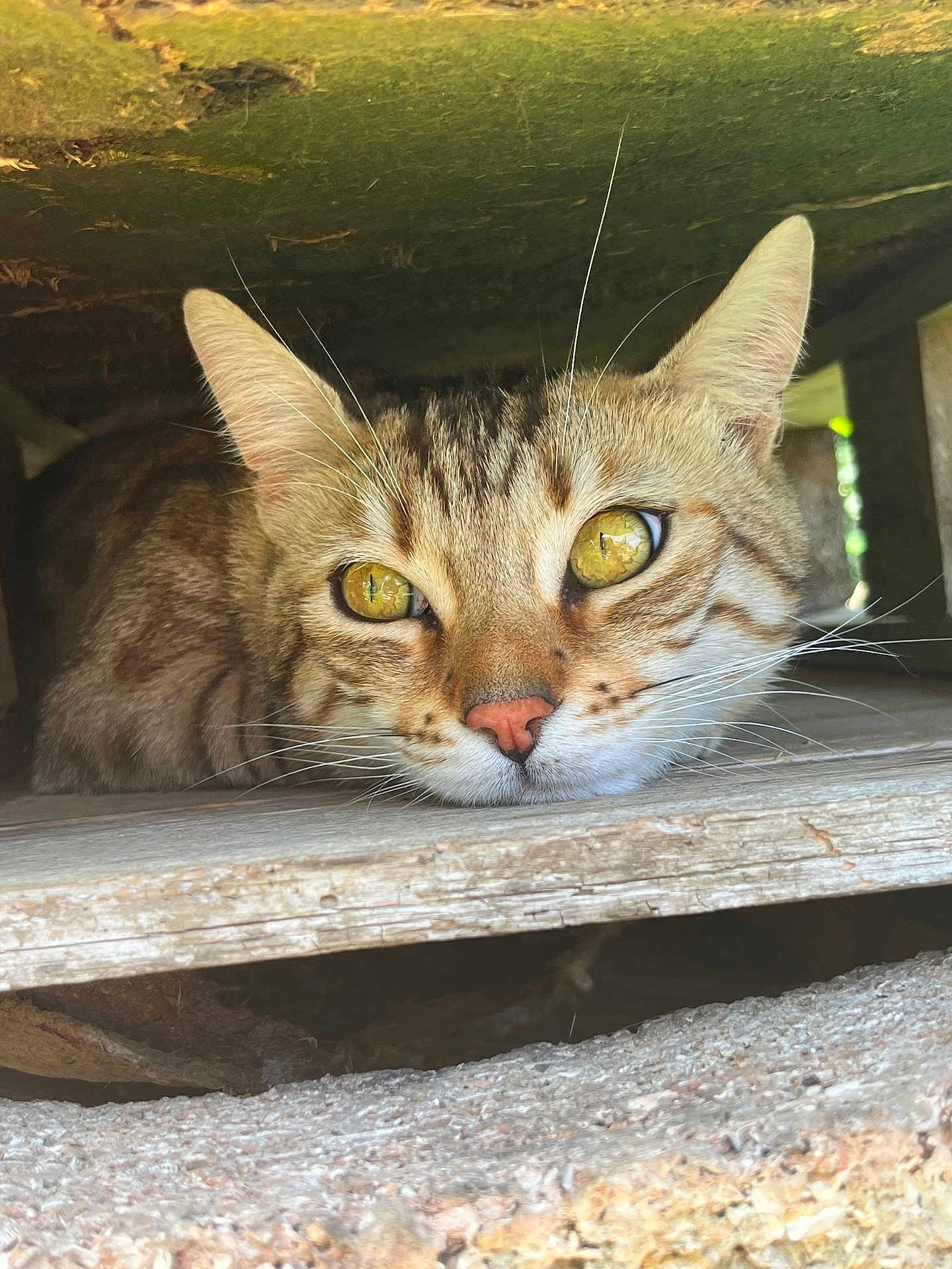 Ulysse participe au concours pour gagner de l'argent avec cette photo : cat, tabby, close_up, animal, whiskers, eyes, wood, fur, face, pet, nature, outdoor, curious, resting, texture, brown, yellow_eyes, hidden, quiet, relaxed