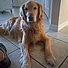 Lilly joined the competition — help win amazing prizes! animal, cabinet, canine, companion, dog, domestic, door, floor, fur, golden_retriever, indoor, kitchen, looking_at_camera, lying_down, mammal, paw, pet, quiet, relaxed, tile_floor