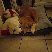 Lilly is registered to the contest to win money with this photo: dog, golden_retriever, sleeping, bed, stuffed_animal, plush_toy, indoor, home, tile_floor, cushion, drawer, resting, pet, animal, cozy, quiet, floor, fur, relaxation, comfort