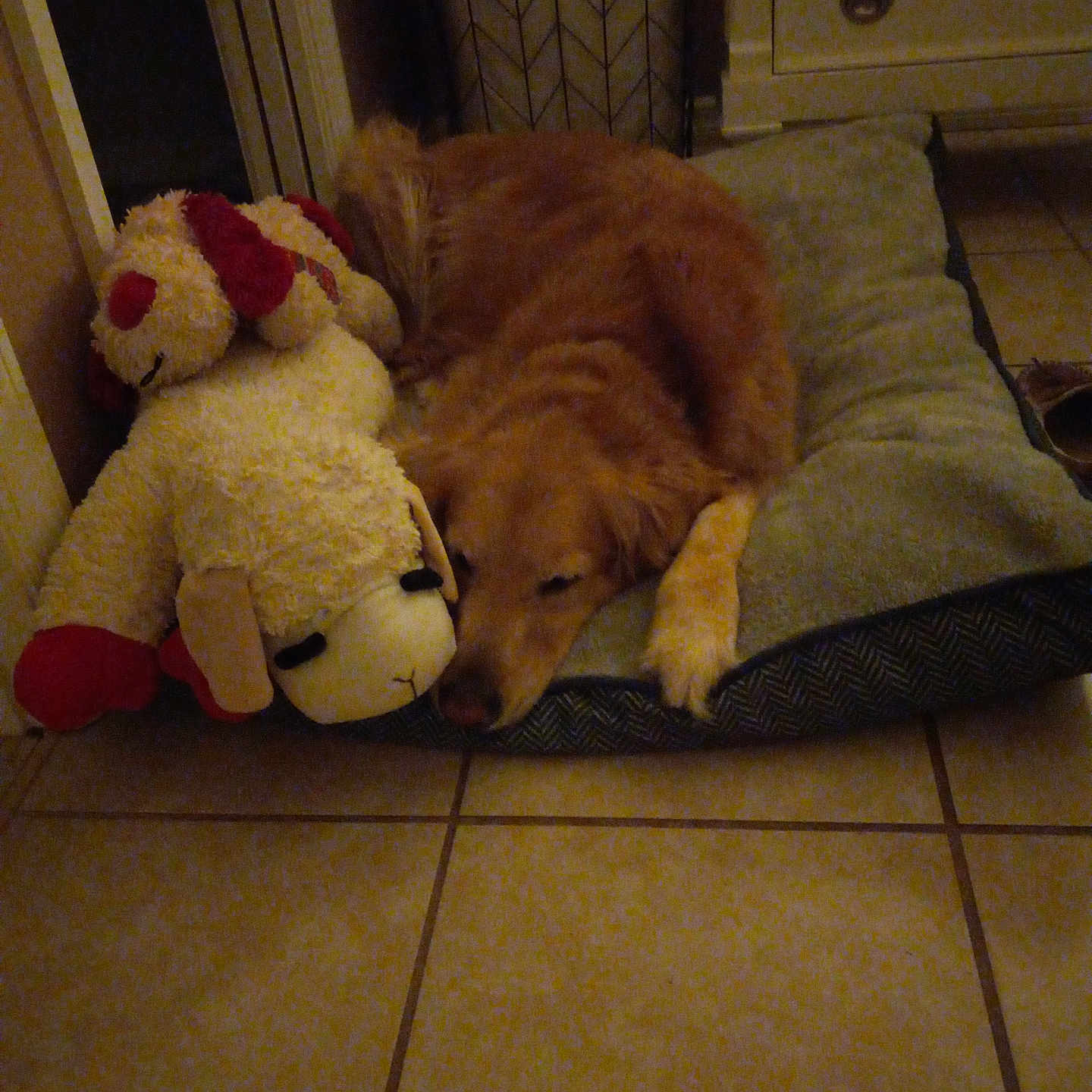 Lilly is registered to the contest to win money with this photo: animal, bed, comfort, cozy, cushion, dog, drawer, floor, fur, golden_retriever, home, indoor, pet, plush_toy, quiet, relaxation, resting, sleeping, stuffed_animal, tile_floor