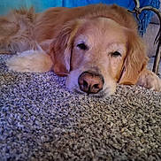 Lilly joined the competition — help win amazing prizes! animal, brown, canine, carpet, closeup, cozy, dog, face, fur, furniture, golden_retriever, home, indoor, laying_down, mammal, paw, pet, relaxed, resting, sleepy