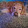 animal, brown, canine, carpet, closeup, cozy, dog, face, fur, furniture, golden_retriever, home, indoor, laying_down, mammal, paw, pet, relaxed, resting, sleepy