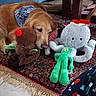 bandana, blue_couch, carpet, cozy, dog, festive, floor, furniture, golden_retriever, gumby, holiday, indoor, octopus, patterned_rug, pet, plush_toy, reindeer, relaxed, rug, toy