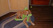 Lilly is registered to the contest to win money with this photo: animal, braided_rug, brown_dog, cabinet, cute, dog, door, floor, frog_plush, golden_retriever, house, indoor, kitchen, pet, playful, puppy, rug, tennis_ball, toy, wooden_floor