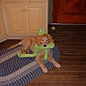 animal, braided_rug, brown_dog, cabinet, cute, dog, door, floor, frog_plush, golden_retriever, house, indoor, kitchen, pet, playful, puppy, rug, tennis_ball, toy, wooden_floor