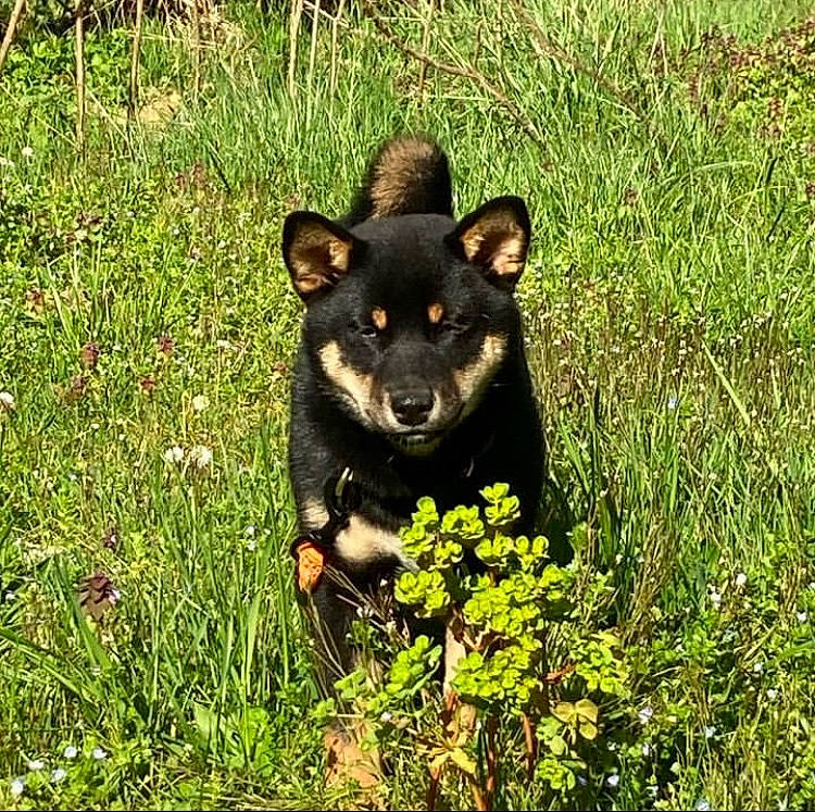 Taïko a rejoint le concours — aidez-le/la à gagner de superbes lots ! art, canidae, carnivore, companion_dog, dog, dog_breed, grass, groundcover, herbaceous_plant, plant, sporting_group, terrestrial_animal, working_animal, working_dog