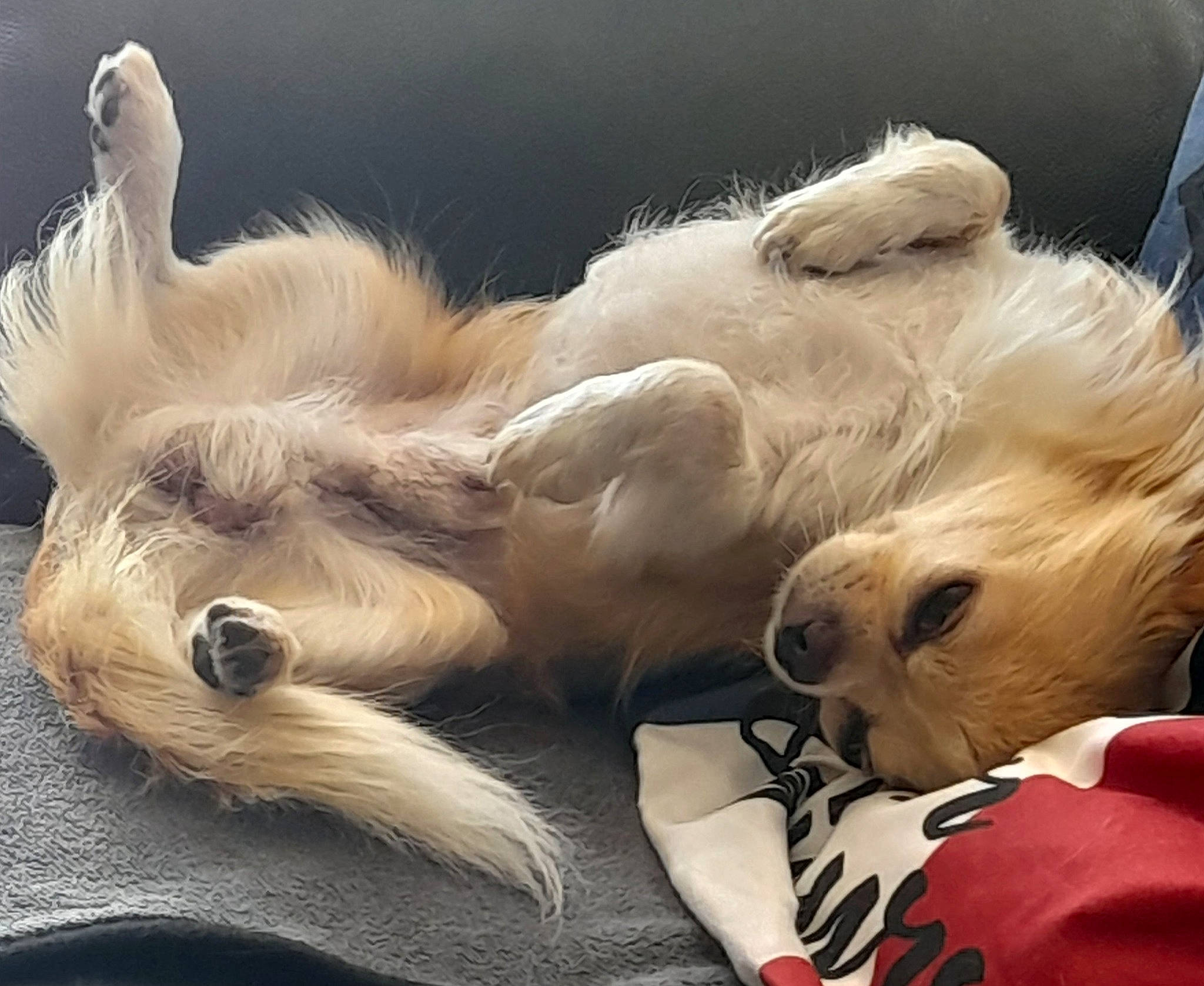 Olaf participe au concours pour gagner de l'argent avec cette photo : bed, carnivore, claw, comfort, companion_dog, dog, dog_breed, fawn, felidae, fur, nap, paw, puppy_love, small_to_medium_sized_cats, snout, sporting_group, tail, toy_dog, whiskers, wing