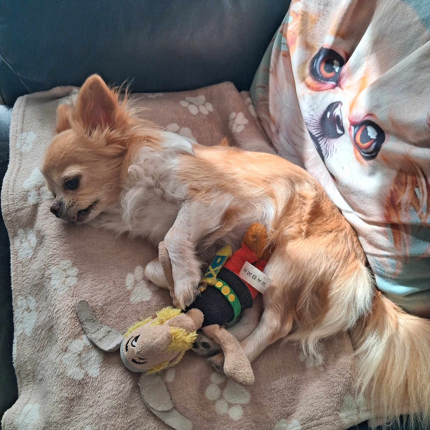 Dominique Tripiana participe au concours pour gagner de l'argent avec cette photo : dog, small_dog, chihuahua, blanket, paw_prints, plush_toy, stuffed_animal, pillow, dog_face_print, fur, pet, resting, indoor, couch, cozy, sleeping, cute, companion, animal, relaxing