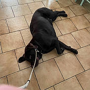 Max a rejoint le concours — aidez-le/la à gagner de superbes lots ! dog, black_dog, leash, floor, tile_floor, indoor, playful, pet, animal, canine, lying_down, chewing, collar, chair_legs, home, domestic, floor_tiles, resting, play, mischievous