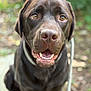 Max a rejoint le concours — aidez-le/la à gagner de superbes lots ! dog, labrador, chocolate_labrador, pet, animal, canine, portrait, close_up, outdoor, nature, happy, smiling, fur, ears, eyes, nose, collar, leash, sitting, friendly