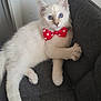 animal, blue_eyes, bow_tie, cat, couch, cute, domestic_cat, feline, fluffy, furniture, indoor, kitten, pet, polka_dots, portrait, red_bow, relaxing, resting, white_fur, young_cat