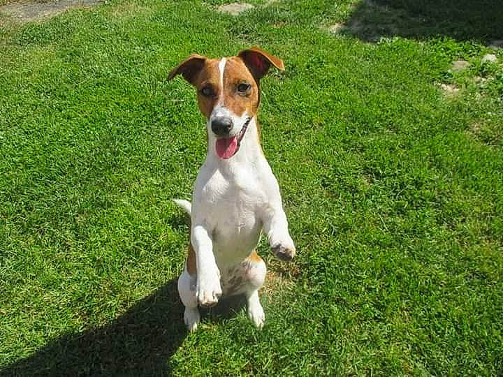 Nina a rejoint le concours — aidez-le/la à gagner de superbes lots ! brazilian_terrier, canidae, carnivore, companion_dog, danish_swedish_farmdog, dog, dog_breed, feist, grass, jack_russell_terrier, mammal, miniature_fox_terrier, plummer_terrier, rare_breed_dog, russell_terrier, smooth_fox_terrier, sporting_group, tenterfield_terrier, treeing_feist, vertebrate