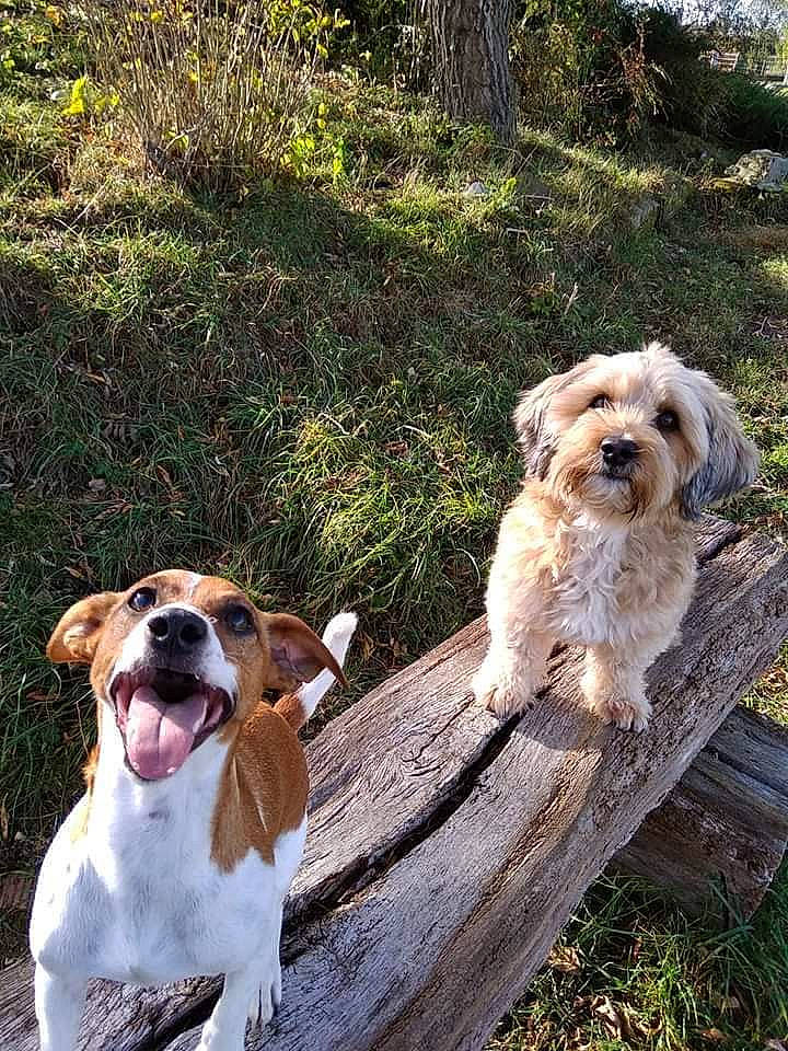 Nina a rejoint le concours — aidez-le/la à gagner de superbes lots ! adventure, canidae, carnivore, cavachon, companion_dog, dog, dog_breed, dog_walking, hunting_dog, lhasa_apso, mammal, petit_basset_griffon_vendeen, puppy_love, sporting_group, vertebrate