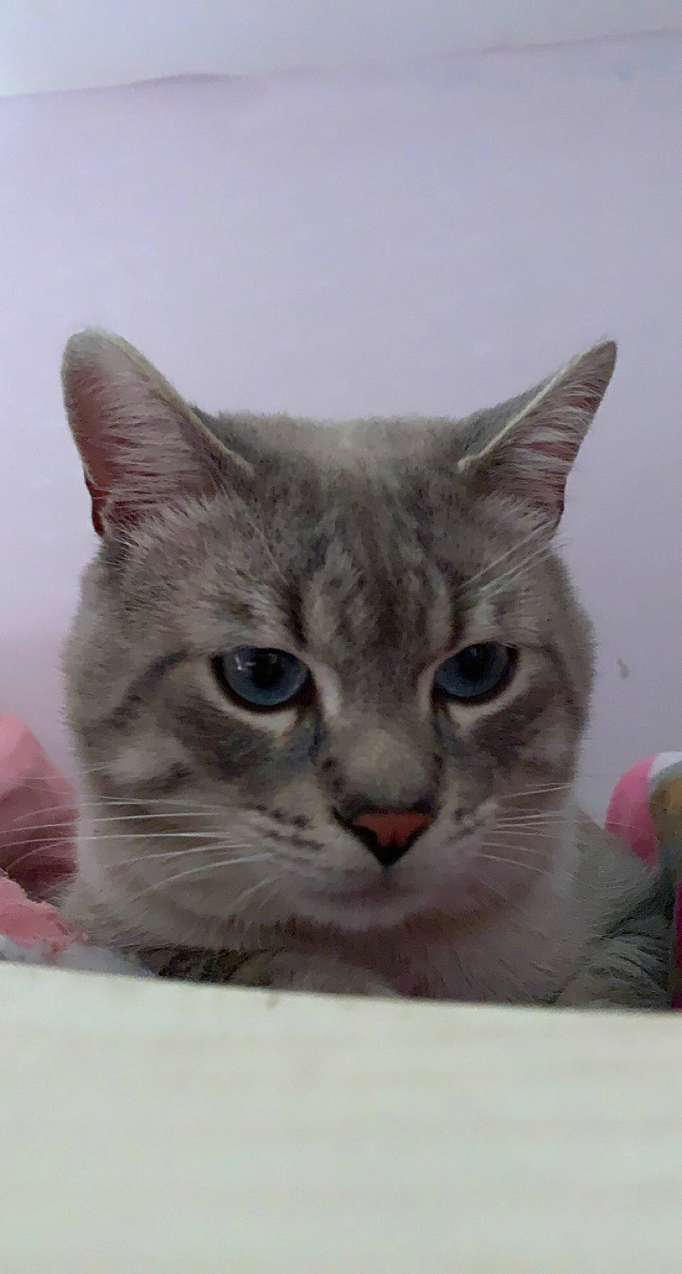 Izi participe au concours pour gagner de l'argent avec cette photo : box, carnivore, cat, domestic_short_haired_cat, felidae, fur, photo_caption, rectangle, small_to_medium_sized_cats, snout, whiskers, window