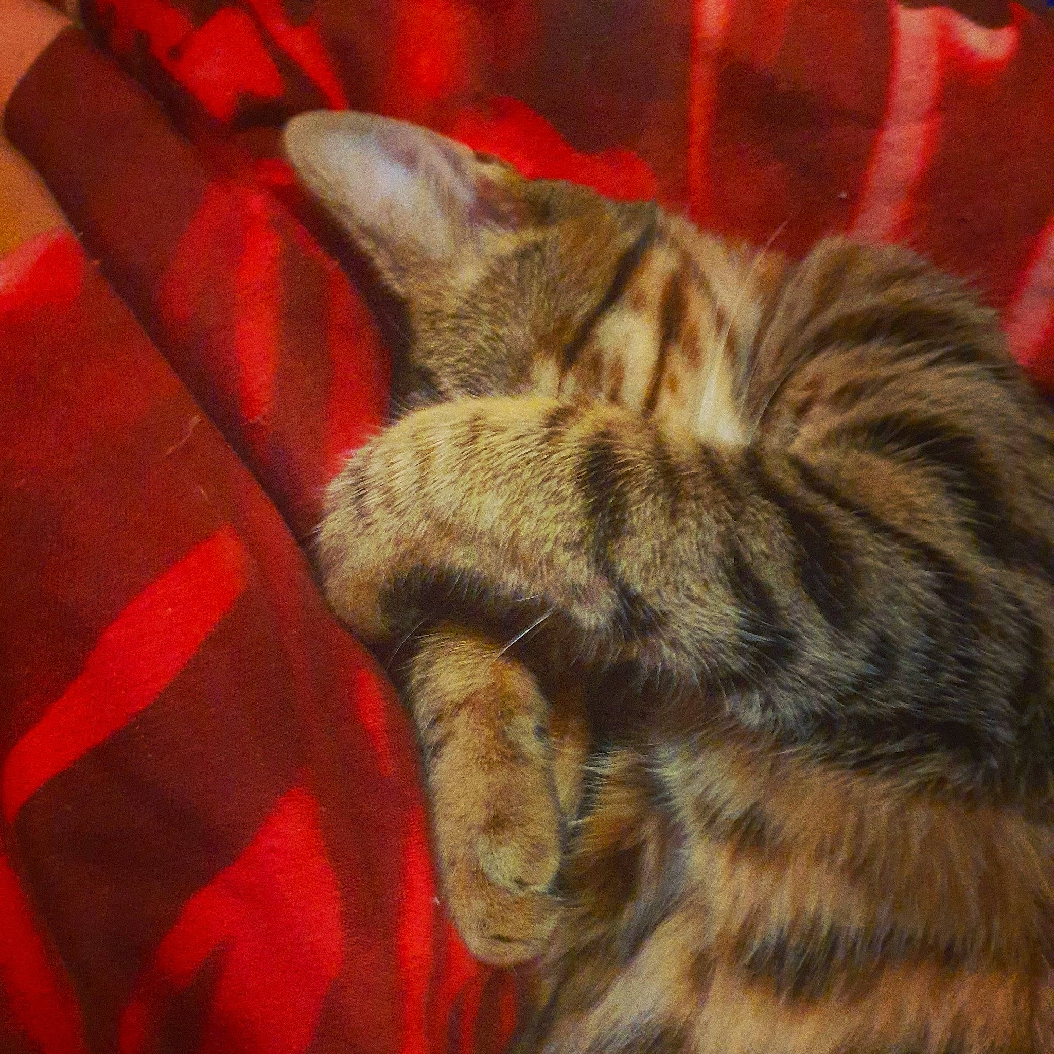 Lysie participe au concours pour gagner de l'argent avec cette photo : american_shorthair, asian, california_spangled, carnivore, cat, domestic_short_haired_cat, dragon_li, european_shorthair, felidae, fur, kitten, mammal, ocicat, pixie_bob, small_to_medium_sized_cats, snout, sokoke, tabby_cat, toyger, whiskers