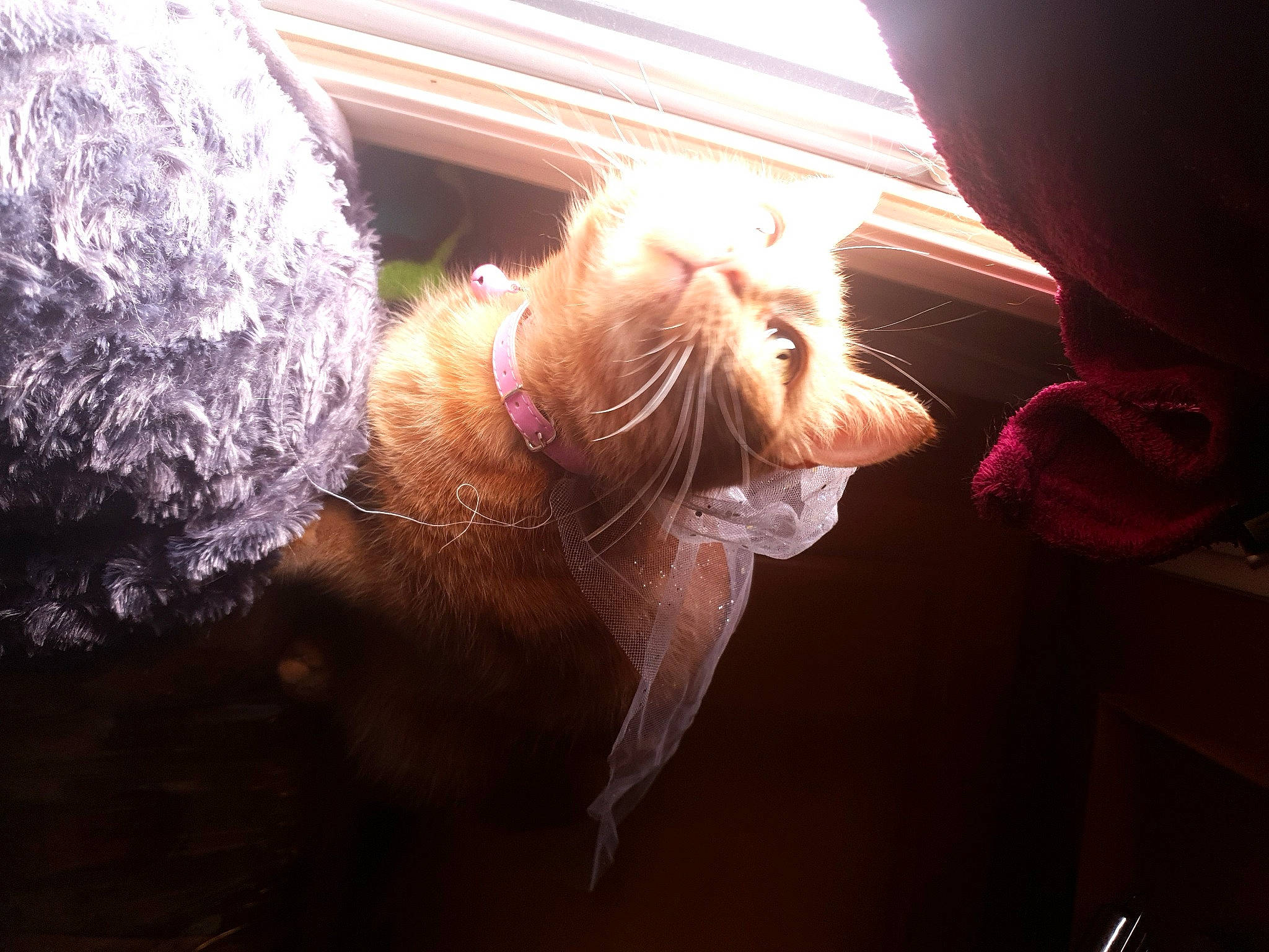 Moya participe au concours pour gagner de l'argent avec cette photo : canidae, carnivore, dog, dog_breed, ear, lens_flare, nose, spinone_italiano, sporting_group