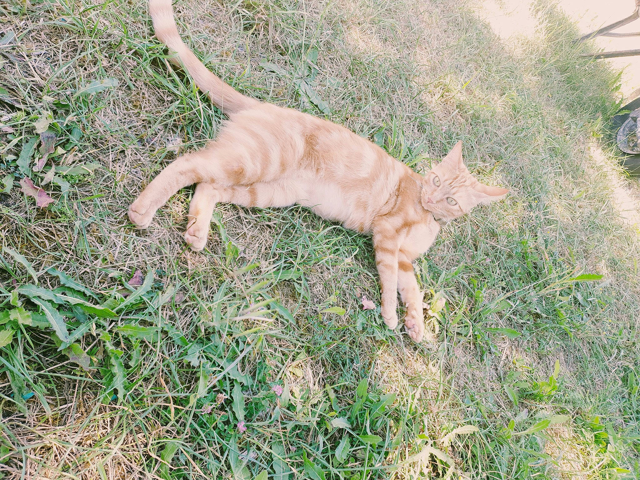 Moya a rejoint le concours — aidez-le/la à gagner de superbes lots ! canidae, carnivore, cat, dog, dog_breed, fawn, felidae, grass, sporting_group, tail, wildlife