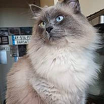 Messir Sushi De Le Croquette a rejoint le concours — aidez-le/la à gagner de superbes lots ! balinese, birman, british_longhair, carnivore, cat, event, eye, fawn, felidae, fur, ragdoll, siamese, small_to_medium_sized_cats, snout, tail, terrestrial_animal, whiskers, window