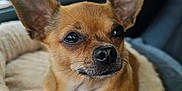 Pierre is registered to the contest to win money with this photo: animal, car_interior, chihuahua, close_up, comfort, cozy, cute, dog, ears, furry, indoor, looking_away, nose, pet_bed, portrait, relaxed, resting, small_dog, tan_fur, whiskers
