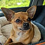 animal, car_interior, chihuahua, close_up, comfort, cozy, cute, dog, ears, furry, indoor, looking_away, nose, pet_bed, portrait, relaxed, resting, small_dog, tan_fur, whiskers