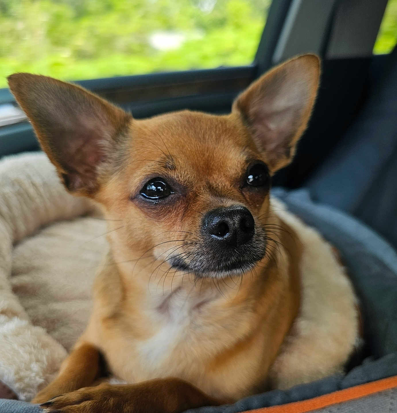 Pierre
