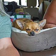 Pierre joined the competition — help win amazing prizes! blanket, brown_fur, car_interior, chihuahua, close_up, dog, hat, headrest, human_arm, interior, nap, package, pet_bed, relaxing, resting, seat, sleepy, small_dog, vehicle, window