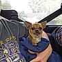 Pierre joined the competition — help win amazing prizes! animal, blanket, brown_dog, calm, casual_clothing, dog, ears, face, hand, indoor, mesh_screen, outdoor_view, person, pet, seated, shirt, small_dog, tiger_graphic, window, wrapped