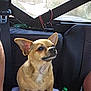 Pierre is registered to the contest to win money with this photo: animal, backseat, brown, car_interior, companion, cushion, dog, domestic_animal, ears, looking_away, pet, seat, seatbelt, side_view, sitting, small_dog, snout, tan_dog, vehicle, window