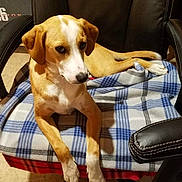 Rip joined the competition — help win amazing prizes! dog, tan_and_white, plaid_blanket, office_chair, indoor, pet, relaxed, fur, animal, paw, ears, snout, looking, seated, home, comfort, brown, white, black_chair, floor