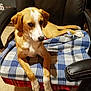 dog, tan_and_white, plaid_blanket, office_chair, indoor, pet, relaxed, fur, animal, paw, ears, snout, looking, seated, home, comfort, brown, white, black_chair, floor