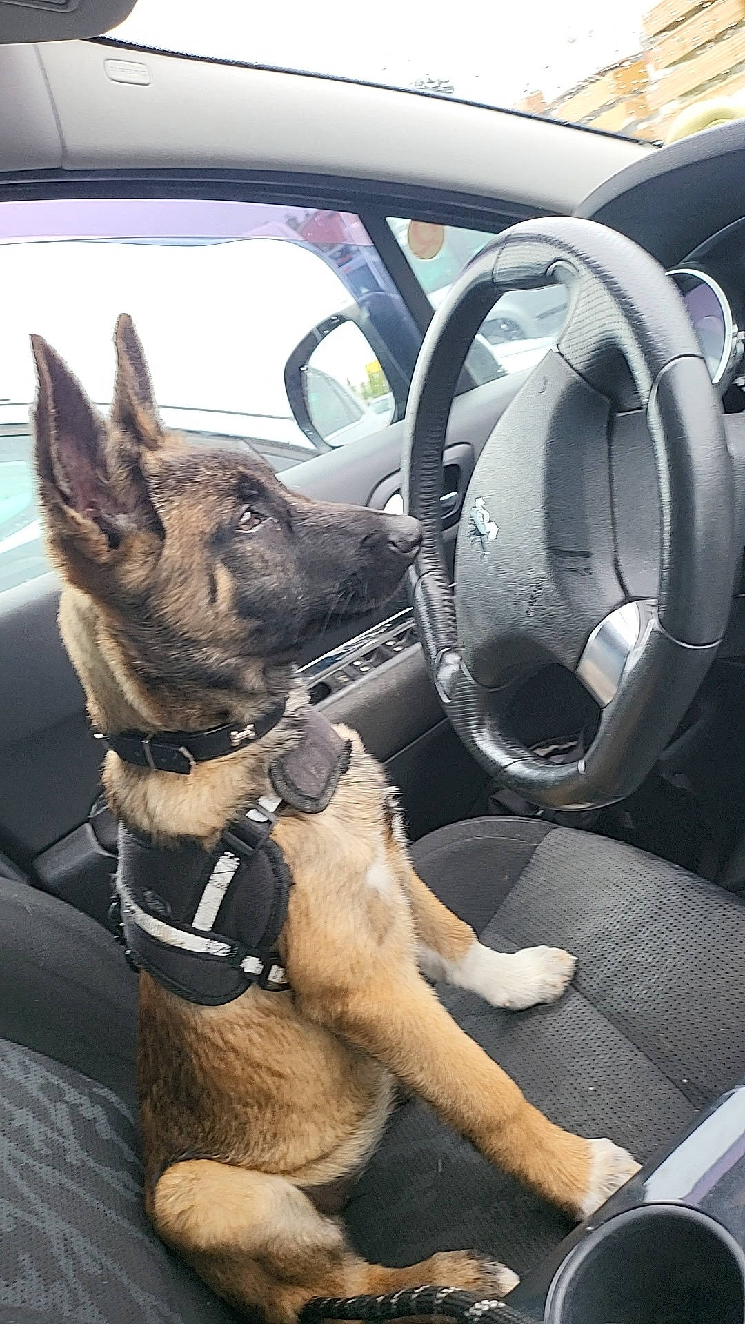 Tania participe au concours pour gagner de l'argent avec cette photo : auto_part, automotive_exterior, automotive_mirror, car, car_seat, car_seat_cover, carnivore, center_console, collar, dog, fawn, mode_of_transport, motor_vehicle, personal_luxury_car, rim, steering_part, steering_wheel, vehicle, vehicle_door, working_animal