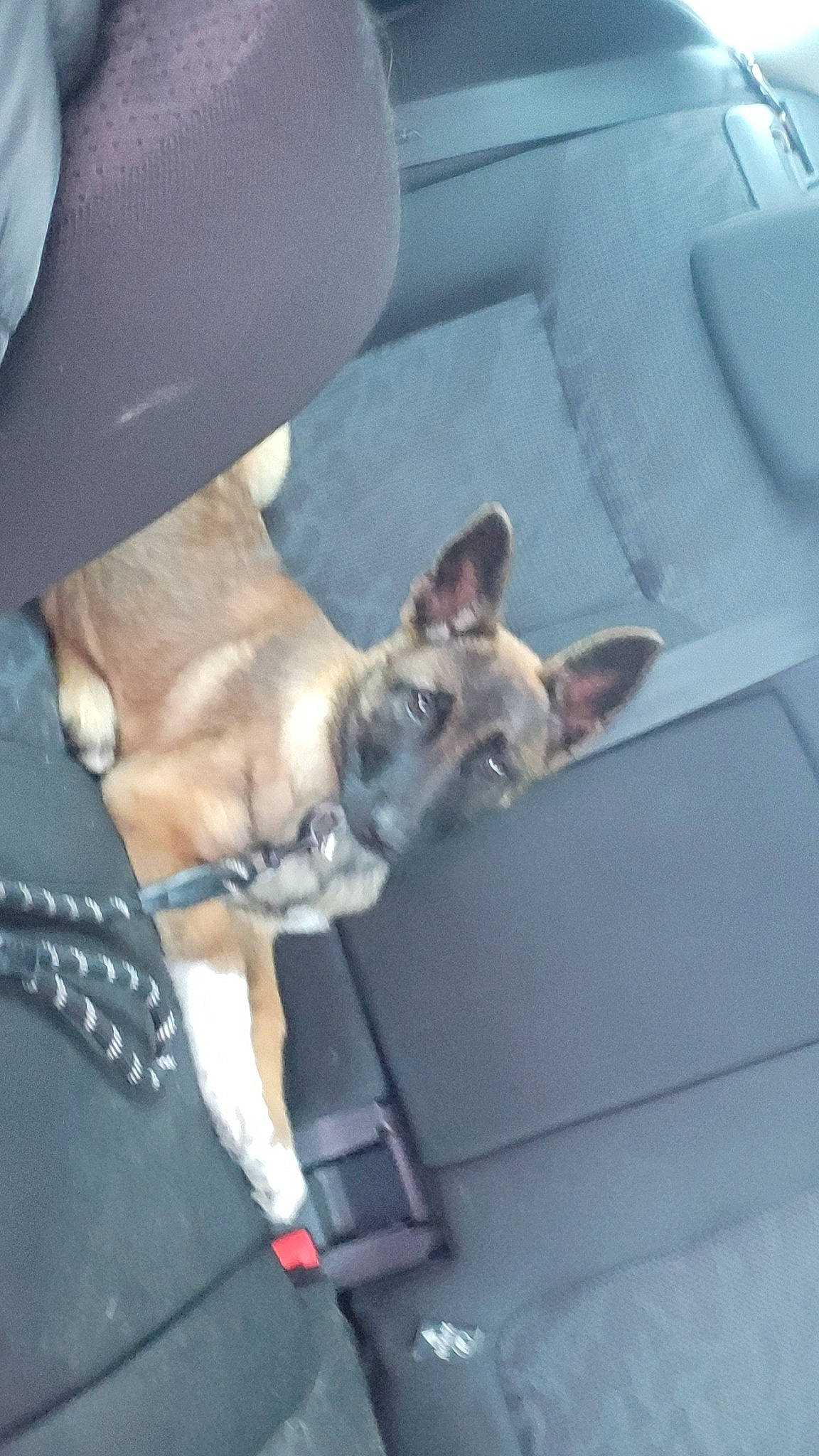 Tania a rejoint le concours — aidez-le/la à gagner de superbes lots ! auto_part, canidae, carnivore, collar, companion_dog, dog, dog_breed, dog_collar, dog_supply, felidae, leash, non_sporting_group, paw, small_to_medium_sized_cats, sporting_group, tail, vehicle, whiskers, windshield, working_animal