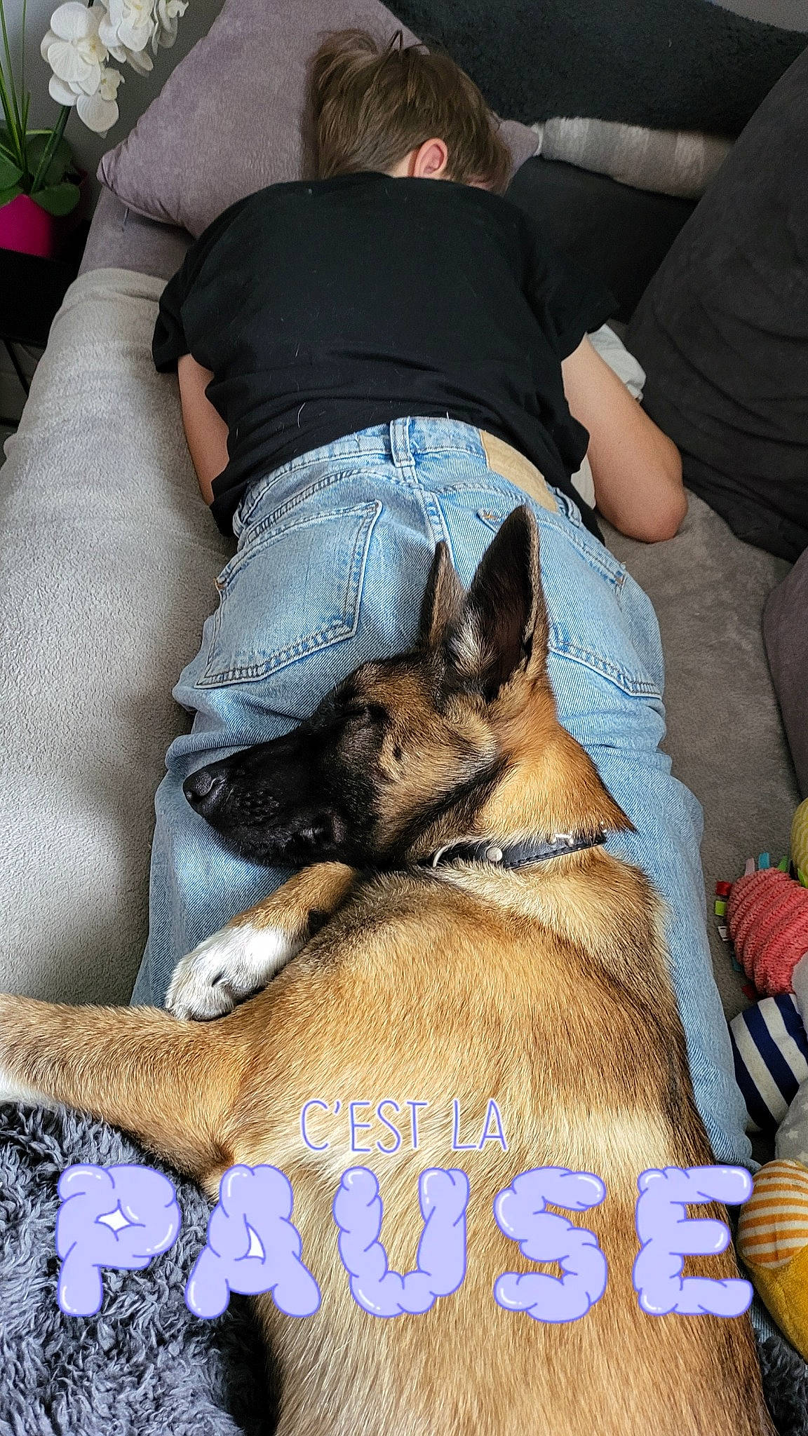 Tania a rejoint le concours — aidez-le/la à gagner de superbes lots ! belgian_shepherd_malinois, canidae, carnivore, comfort, companion_dog, dog, dog_breed, east_european_shepherd, fawn, fur, german_shepherd_dog, herding_dog, human_leg, king_shepherd, lap, old_german_shepherd_dog, paw, sitting, thigh, working_dog