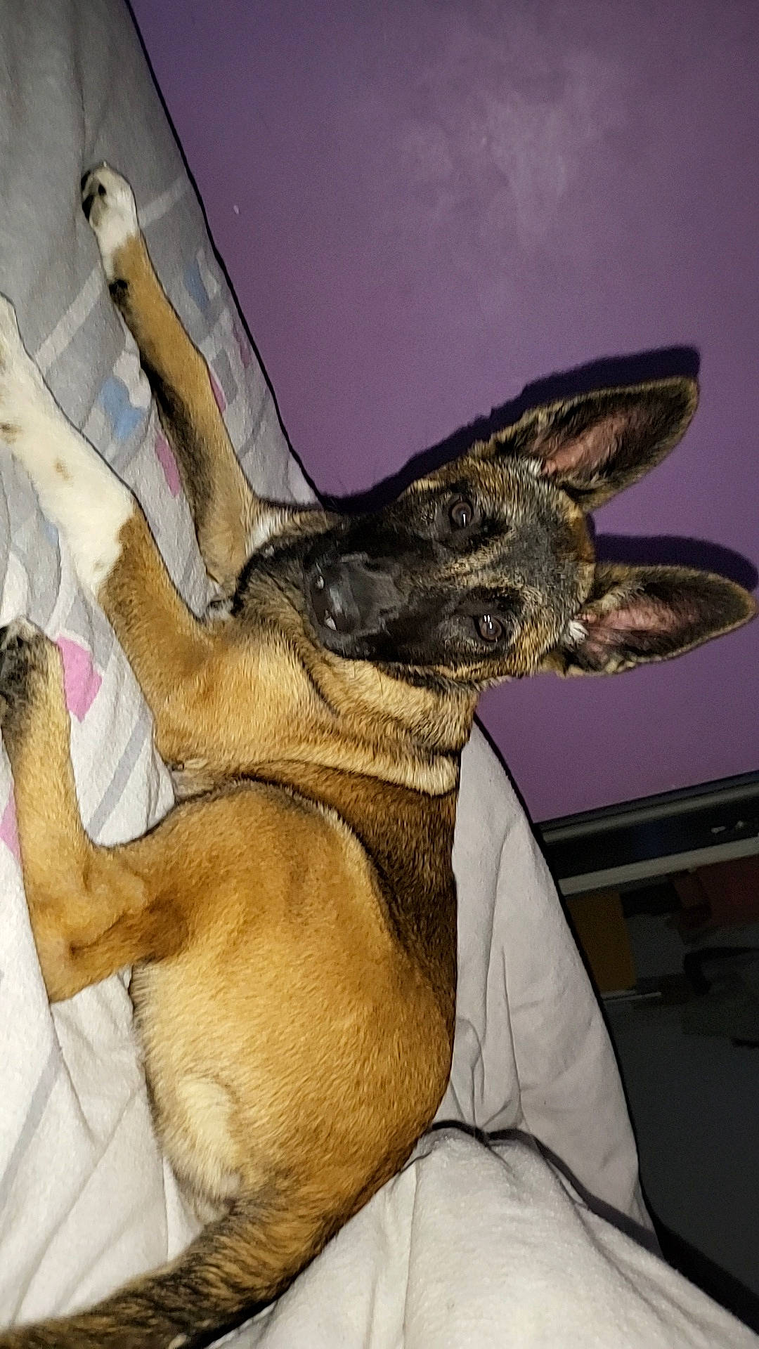 Tania participe au concours pour gagner de l'argent avec cette photo : canidae, carnivore, comfort, companion_dog, dog, dog_breed, ear, fawn, felidae, foot, fur, german_shepherd_dog, gesture, guard_dog, paw, snout, sporting_group, whiskers, wing, working_animal