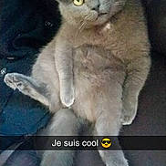 Frimousse participe au concours pour gagner de l'argent avec cette photo : asian, british_shorthair, burmese, carnivoran, cat, cat_like_mammal, chartreux, domestic_short_haired_cat, european_shorthair, fauna, kitten, korat, mammal, nebelung, photo_caption, russian_blue, small_to_medium_sized_cats, snout, tail, whiskers