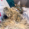 cat, tabby, fluffy, pet, indoor, bed, bedding, paws, fur, green_eyes, cute, relaxed, lying_down, curious, cozy, playpen, home, animal, feline, portrait