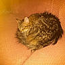Bella participe au concours pour gagner de l'argent avec cette photo : cat, tabby_cat, sleeping, curled_up, feline, pet, indoor, couch, orange_couch, texture, fur, whiskers, relaxing, resting, cozy, domestic_animal, nap, soft_lighting, quiet, comfort