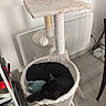 cat, black_cat, cat_tree, cat_toy, sleeping, indoor, furniture, floor, plant, decor, pet, cozy, resting, hammock, household_items, relaxation, domestic, animal, quiet, home