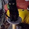 black_cat, cat, cat_tree, living_room, couch, blanket, pillow, furniture, pet, animal, yellow_eyes, indoor, cozy, curious, sitting, fur, tail, home, orange_couch, carpet