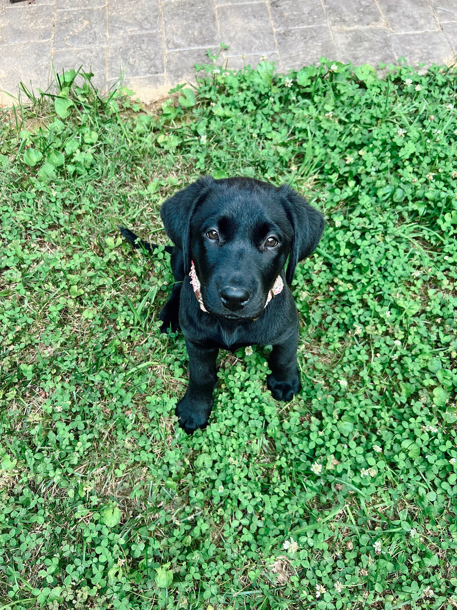 Boo is registered to the contest to win money with this photo: borador, carnivore, companion_dog, dog, dog_breed, dog_collar, grass, grassland, groundcover, gun_dog, hunting_dog, liver, plant, shrub, soil, sporting_group, terrestrial_animal, working_animal