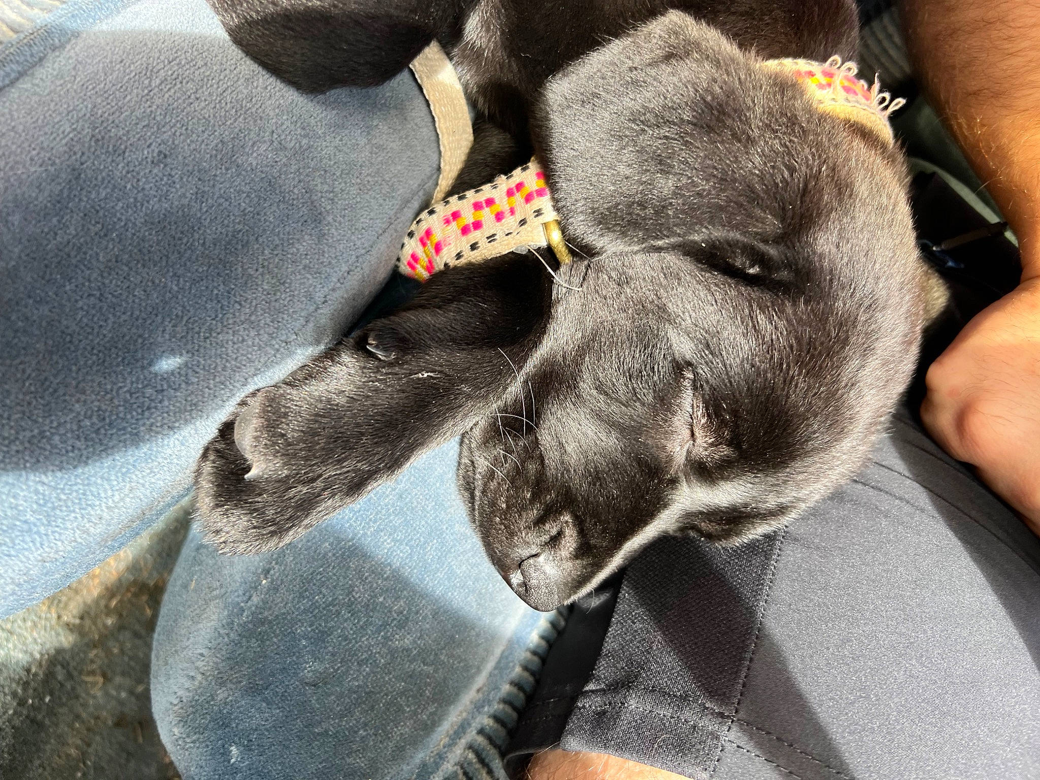 Boo is registered to the contest to win money with this photo: carmine, carnivore, collar, comfort, dog, dog_breed, fawn, foot, fur, gesture, great_dane, grey, guard_dog, human_leg, nail, paw, snout, sporting_group, whiskers, working_animal